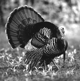 Turkey Hunting