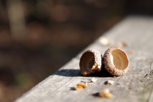 A late-spring frost seems to be the culprit in a lack of acorns this fall.