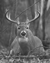 According to John Garner, although baiting is now legal, the best way to take a trophy buck is through old-school hunting.