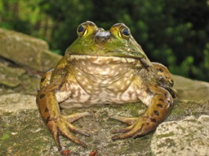 More likely to be heard than seen, bullfrogs’ eyeballs are raised above their skulls so they can stay almost totally submerged and still be aware of their surroundings.