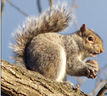 squirrel